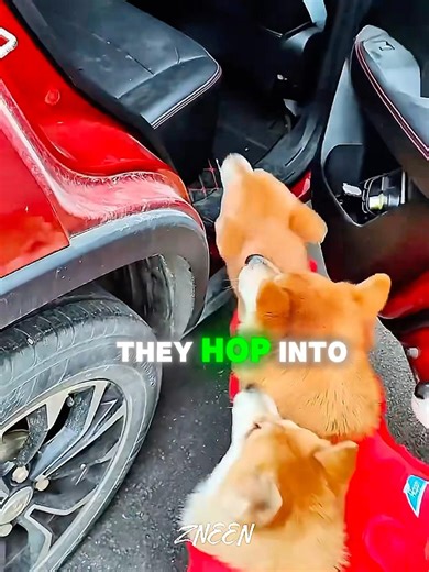 Everyone jumped in except the Corgi #shorts #dog