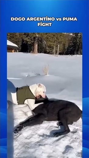 dogo argentino vs wolf #animals #dog #pitbull #shorts #husky #snow