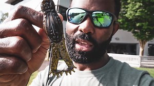 In part 7 of our behind-the-scenes GOAT ToadZ series, we reveal more tweaks in our prototype bait molds before going out on the water with Z-Man pros. Miles "Sonar" Burghoff offers his initial impressions as well as a few cool rigging tips. Meanwhile, Brian Latimer hits up a local pond and breaks the bait down to its finest details. Take watch and a listen to the bait’s action and sound, and once again, let us know what you think of the GOAT ToadZ’ metamorphosis. | Z-Man Fishing Products
