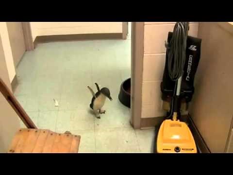 Penguin laughs when tickled.... Cute and funny!