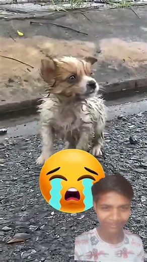 #facts #funny #cutedog #papi #comedy #fun #beauty #animals #skincare #pets #doglif made up a picture