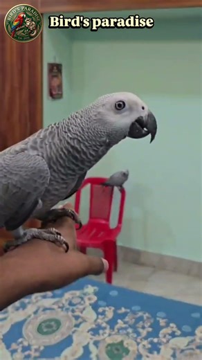 african royal ball python #africangrayparrot #birdparadise#viral #9040800218 #shortvideo #viral