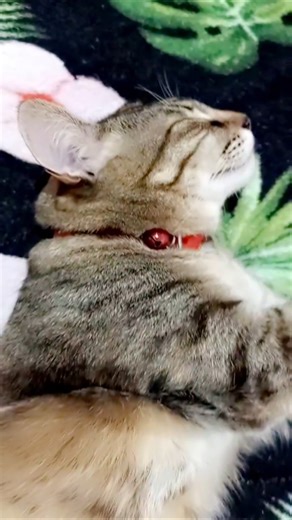 #cat ##reels #gatos #adote #animals #shortvideo #funny #pets #cats #viral #meow