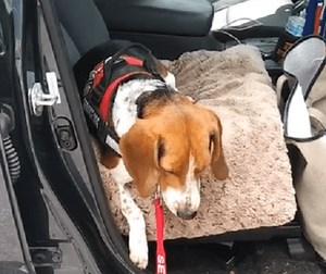 Is This Adorable Pup Training To Be A Service Pup? Check This Out!