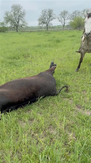 5.3K views · 59 reactions | The one thing you don’t have to worry about. Your Billy Cook Saddle | Genuine Billy Cook | Facebook