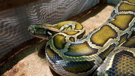 Sourcing pythons as sustainable meat