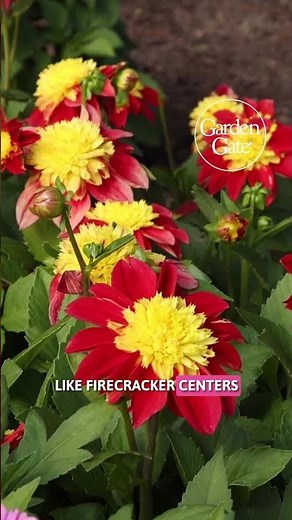 Get a Sneak Peek at Venti™ PinkBurst Annual Dahlia! 🌸 2026's Best New Plants #bestplants #gardentour