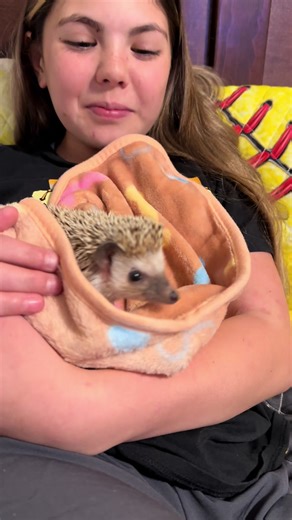 Watching tv together 🩷 #hedgehog #quillow #bonding #hedgehogsoftiktok #hedgehogslife