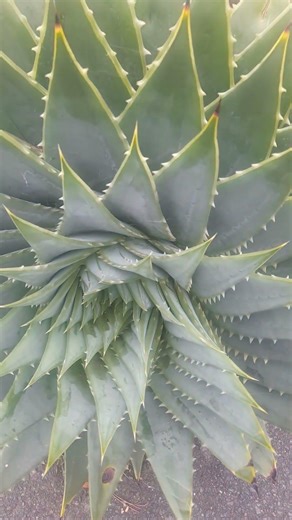 ALOE VERA! Great for skin care. YOU BEAUTE! #spiralaloe is rare and has conservation status
