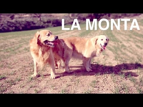 Perros apareándose - La monta en los perros - Clínica veterinaria 24h DOGKING
