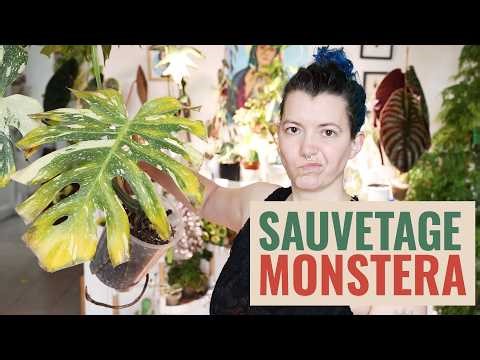 👩‍🌾 Saving my Monstera Thai Constellation 😭