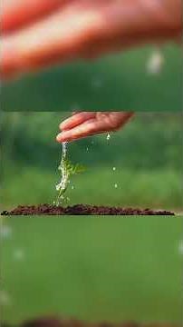 HowToEdu" Creating a Backyard Food Forest.