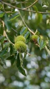 Summer Smells Like Chestnuts