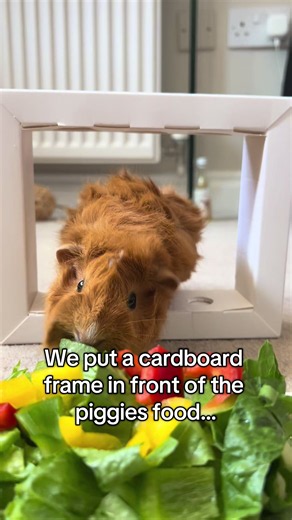 Why Did My Guinea Pig Stop Going Through a Cardboard Frame?