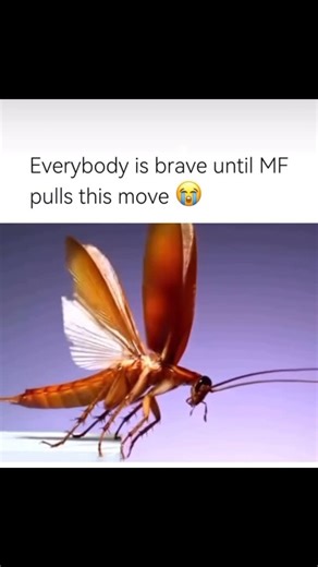 Bobby Dee | A flying cockroach 🪳 will calm really quick not matter how tuff you think you are 😂😂 #fyp #jamaican #trending #jamaicanculture #jamaicans... | Instagram