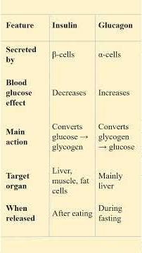 Pancreas Power: Insulin vs Glucagon (Rapid Revision)