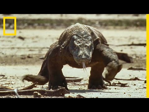 L'île de Komodo et ses célèbres dragons