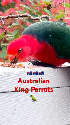 Why are these PARROTS so SHY? #parrots #birds #wildlife #kingparrot