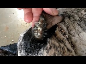 Mangoworm Removal Compilation, Rescue Dog Mangoworms, Vet Mangoworm Treatment ❤️