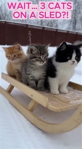 WAIT… 3 CATS ON A SLED?!냥이 3형제 썰매 접수!#Cat #Cute #Animals #Shorts #Viral #FunnyAnimals #AnimalLovers