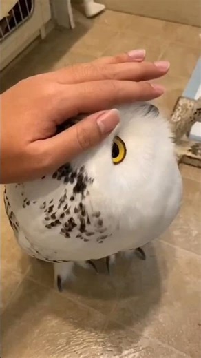 Crazy Hairless Animals😯#facts#animals