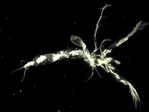 Leptodora - Alchetron, The Free Social Encyclopedia