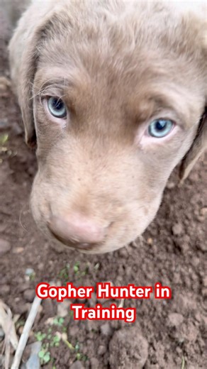 Gopher Hunter in the making! #hunting #dog #puppy #love