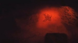 I can see the sea! Heart-warming footage shows cute baby turtles charging across the beach from their nest on Malta's Golden Bay this morning Thanks to Nicholas Galea and Nature Trust Malta - NTM for the video | Bay Easy