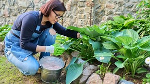 Boost Your Spring Blooms Fall Fertilizing Tips for Vibrant Flowers...