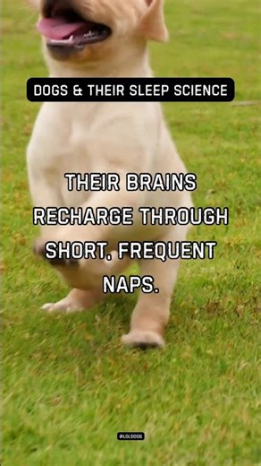 Ever wonder why dogs sleep so much? Their brains recharge through short, frequent naps.
