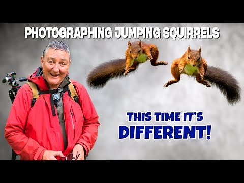 Photographing Red Squirrels Jumping - You've got to try this!