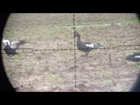 Another wild duck hunt by Asa Branca. @caçadoraoextremooficial