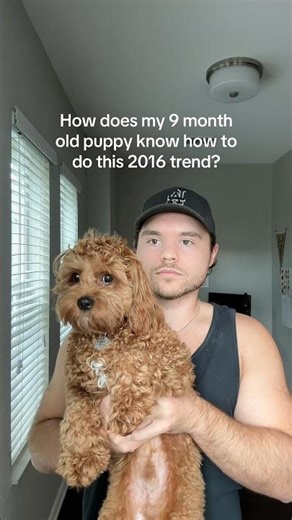 Doing the mannequin challenge with my puppy 🐶 #cavapoo #cavapoopuppy #cavapoos