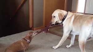 萌宠各种搞笑瞬间，十分有趣