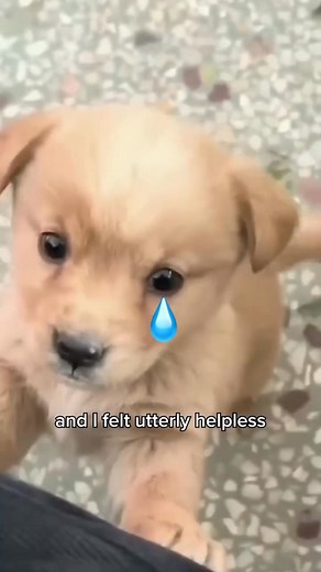 A must-have for dogs with sensitive stomachs! Stella & Chewy's Freeze-Dried Raw Super Beef Meal Mixer is the solution to gut issues. With natural, minimally processed ingredients and no artificial additives, it supports better nutrient absorption and overall well-being. Enhanced energy and improved gut health are just a bag away. Click the link to see the difference Stella & Chewy's can make for your dog’s health! | Stella & Chewy's