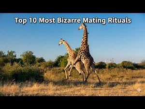 Wildlife's Top 10 Most Bizarre Mating Rituals Ever Recorded