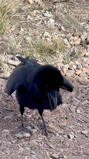 Ravens are Weird - What does the Ravens Say?