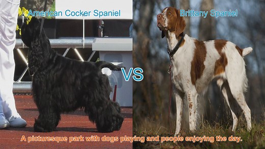 Spaniel Showdown: American Cocker vs. Brittany Spaniel