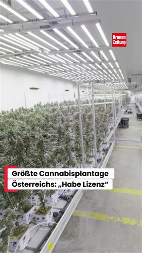 Größte Cannabisplantage Österreichs: „Habe Lizenz“