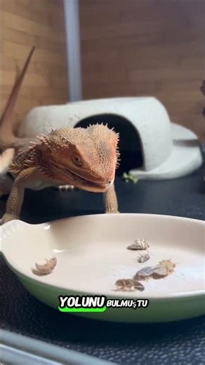 A Cockroach, a Scream, and a Big Surprise! #shorts