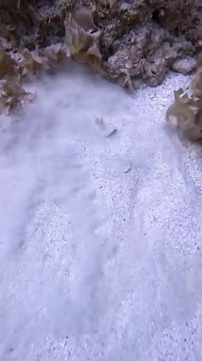 2.5M views · 10K reactions | Now you see me, now you don't! Witness this coffin ray masterfully disguise itself amongst the ocean floor! This ray is just one of the many fascinating beings the ocean is teeming with. All the more reason to protect their home and #take3forthesea. ian_haggerty_photography_ via australiangeographic (IG) #sealife #ray #wildlife #underwaterphotography #ocean #oceanlover #oceanphotography | Take 3 | Facebook