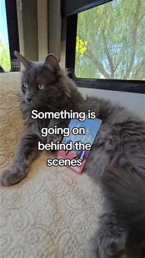 Cosmic Charlie senses bad vibes! #zencattarot #cattarot #imaliaphoenix #7ofswords #catbloopers