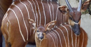 Kenya, nesli tükenmekte olan bongoları koruma alanına bıraktı