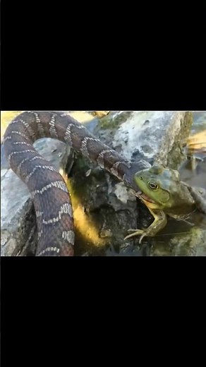 bull frog v.s snake