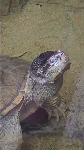 A close-up look at a majestic Common Snapping Turtle 😁 Tortuga Mordedora 👇