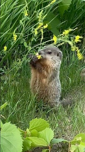 Groundhog Standing to Eat