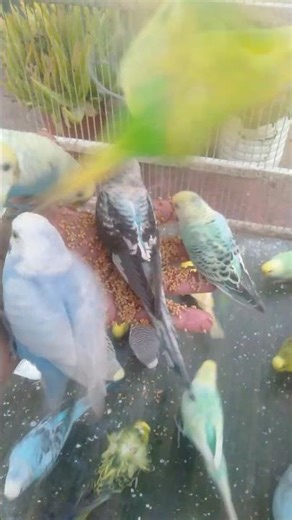 Nordic Light Healing Your Mood 🌤️💚 #NordicCalm #HyggeVibes