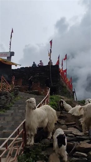 Suzi (@shama.parwana5)’s videos with Beautiful view - olbatmusic