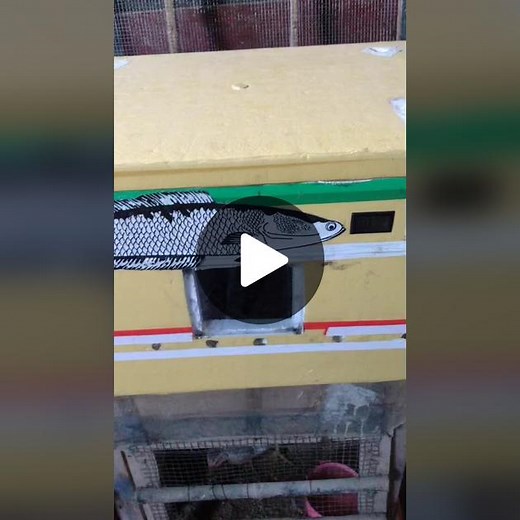 Small Chicks Hatching in a Digital Incubator