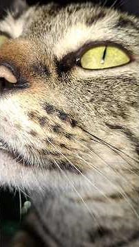 Their pupils change shape with mood and light. #cat #feline #cats